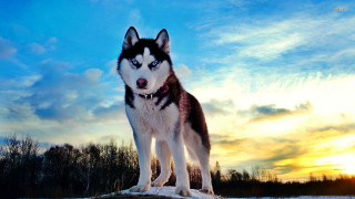 Husky dog rock snow sunset 2 - husky free wallpaper