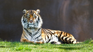 Tiger laying grass wall rock - a tiger free wallpaper
