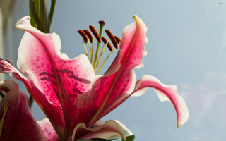 Pink white flower blue sky - a green stem in the foreground free wallpaper