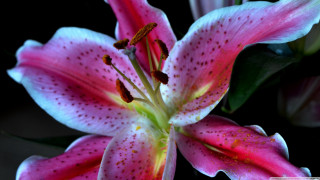 Pink white flower green stem - center piece free wallpaper