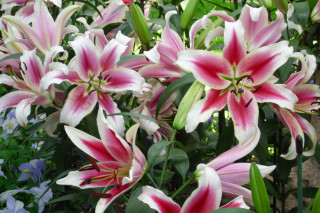 Pink white flowers garden green 2 - green leaf and flowers free wallpaper