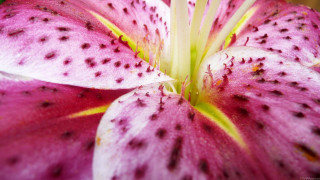 Pink flower black spots yellow - a yellow center free wallpaper