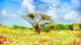 Tree field grass sky background - afewerk tekle free wallpaper