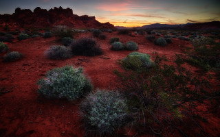 Desert bushes mountain background red - a few bush and bushes free wallpaper
