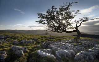 Tree field rocks grass sun - rock and grass free wallpaper