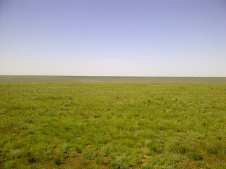 Lone horse open field blue - a clear day free wallpaper