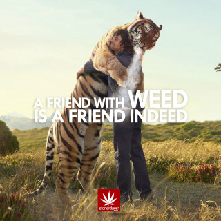 Man hugging tiger field quote - allen tupper true free wallpaper