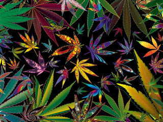 Colorful leaves black background image - ella guru free wallpaper