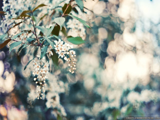 Close up tree white flowers - a close up of a tree free wallpaper