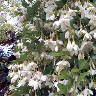 Tree white flowers green leaves - boetius adamsz bolswert free wallpaper