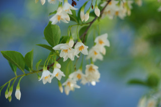 Branch white flowers green leaves 7 - a branch of a tree free wallpaper