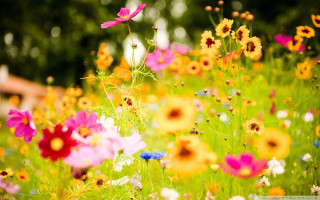 Field flowers fence trees sky - a field of flowers free wallpaper