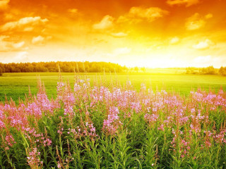 Field flowers sunset clouds red - flora macdonald reid free wallpaper
