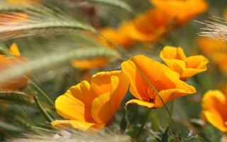 Yellow flowers green grass blurry - anne rigney free wallpaper