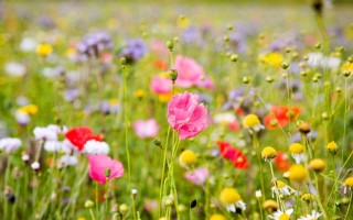 Field of flowers green grass - a field of flowers free wallpaper