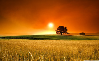 Sunset field tree orange sky 2 - a matte painting free wallpaper