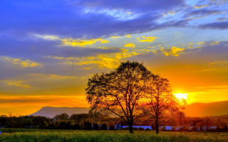 Tree field sunset clouds sky 2 - a sunset in the background free wallpaper for desktop