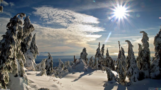 Sunny snowy landscape trees blue 2 - murata range free wallpaper