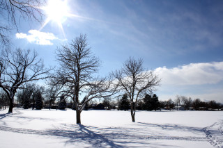 Sunny snowy park trees snow - a bright sun in the sky free wallpaper