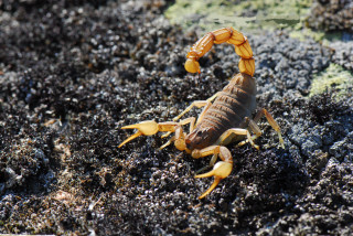 Scorpion rock sun yellow tail - male free wallpaper