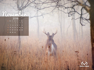 Calendar deer field grass trees - tall grass and trees free wallpaper