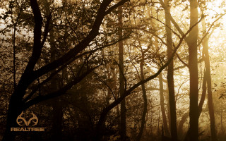 Forest sunlight trees leaves branches - volumetric free wallpaper