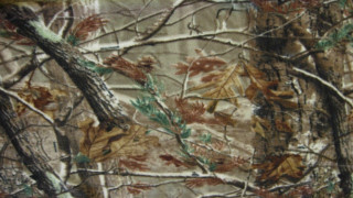 Tree leaves branches brown green - a picture of a tree free wallpaper