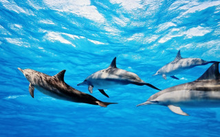 Dolphins swimming ocean sunlight person 3 - sunlight free wallpaper