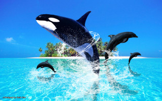 Dolphins jumping beach palm trees - palm tree free wallpaper