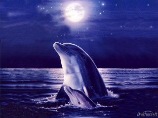 Dolphin jumping water night full 2 - an oil painting free wallpaper