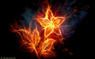 Fire flower dark bright lights 2 - the dark free wallpaper