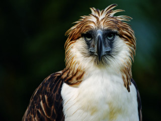 Bird prey closeup surreal jigsaw - prey free wallpaper