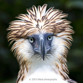Long beaked bird close up - animal photography free wallpaper