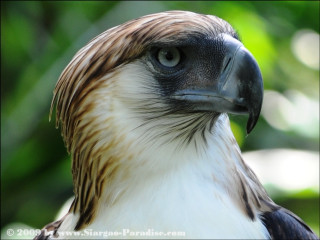 Bird prey closeup fullmoon blurred - prey free wallpaper