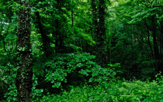 Lush forest road stop sign - a stop sign free wallpaper