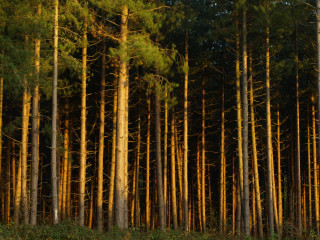Forest tall trees bench foreground - a woodcut free wallpaper