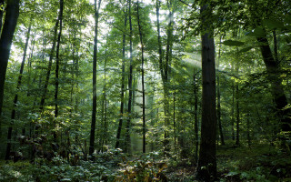 Forest green trees tall leaves - green tree free wallpaper