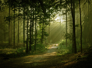 Sunlit wooded path trees nature - a path free wallpaper