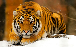Tiger walking snow forest trees - in a forest area free wallpaper