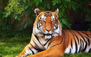 Tiger laying grass eyes closed - a tiger free wallpaper