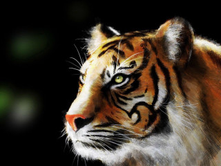 Tiger black background green background - a tiger free wallpaper