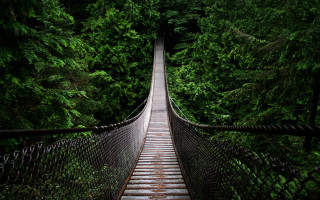Suspension bridge forest trees walkway 6 - digital photography free wallpaper