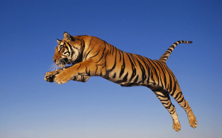 Tiger jumping air front paws - a tiger free wallpaper