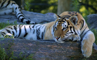Tiger laying rock grass tree - the grass next free wallpaper