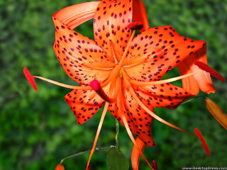 Close up flower green background 3 - derek chittock free wallpaper