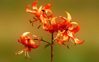 Flower burner gradient orange green - a close up of a flower free wallpaper