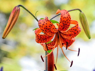 Orange black spotted flower petals - orange free wallpaper