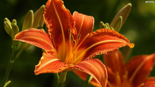 Close up flower blurry background 6 - naturalism free wallpaper