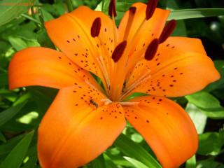 Flower leaves blurry background depth - derek chittock free wallpaper