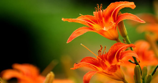 Flower blurry background macro autumn 2 - anne rigney free wallpaper